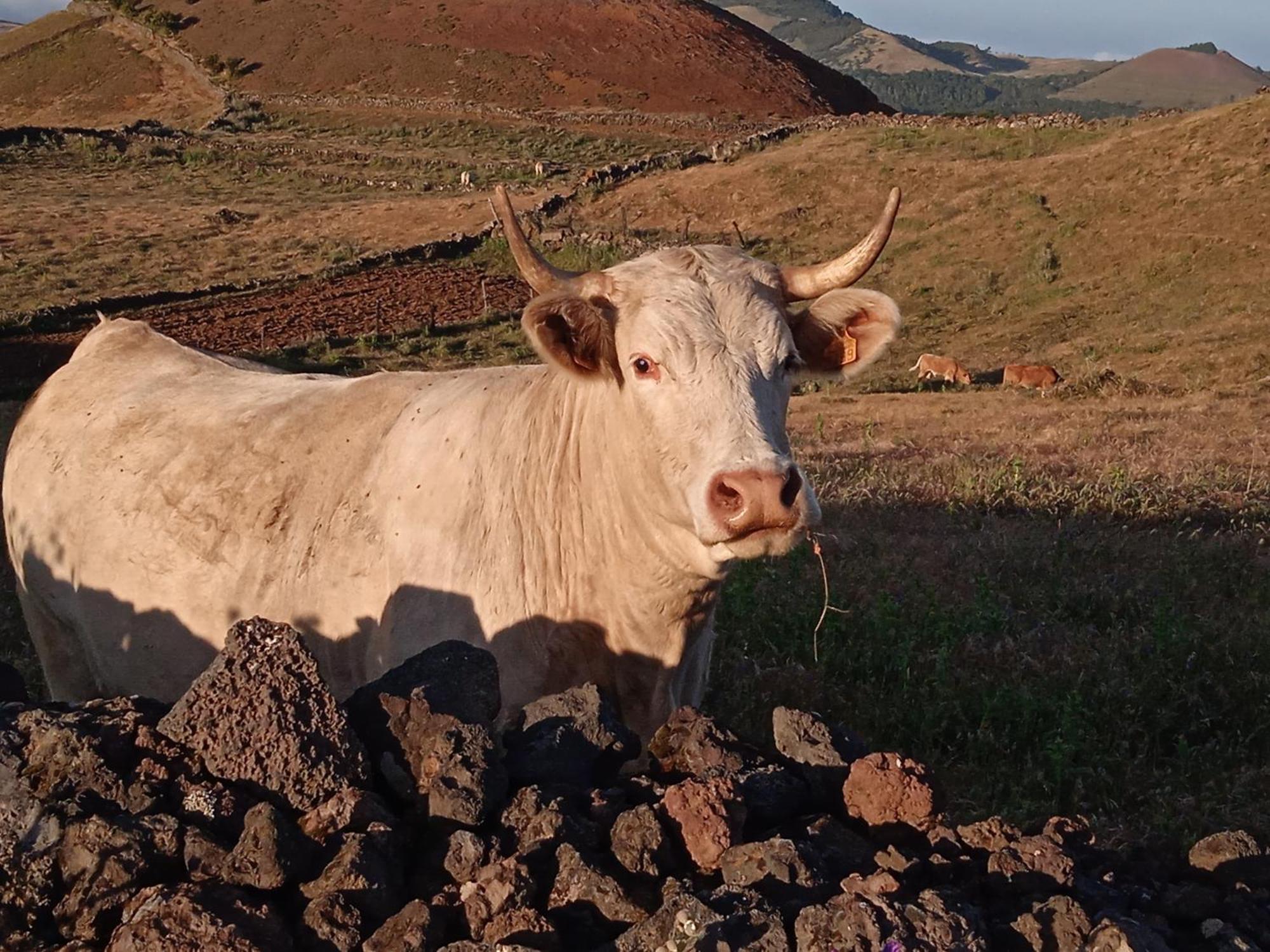 Casa Ben Abora * Las Rosas (El Hierro)