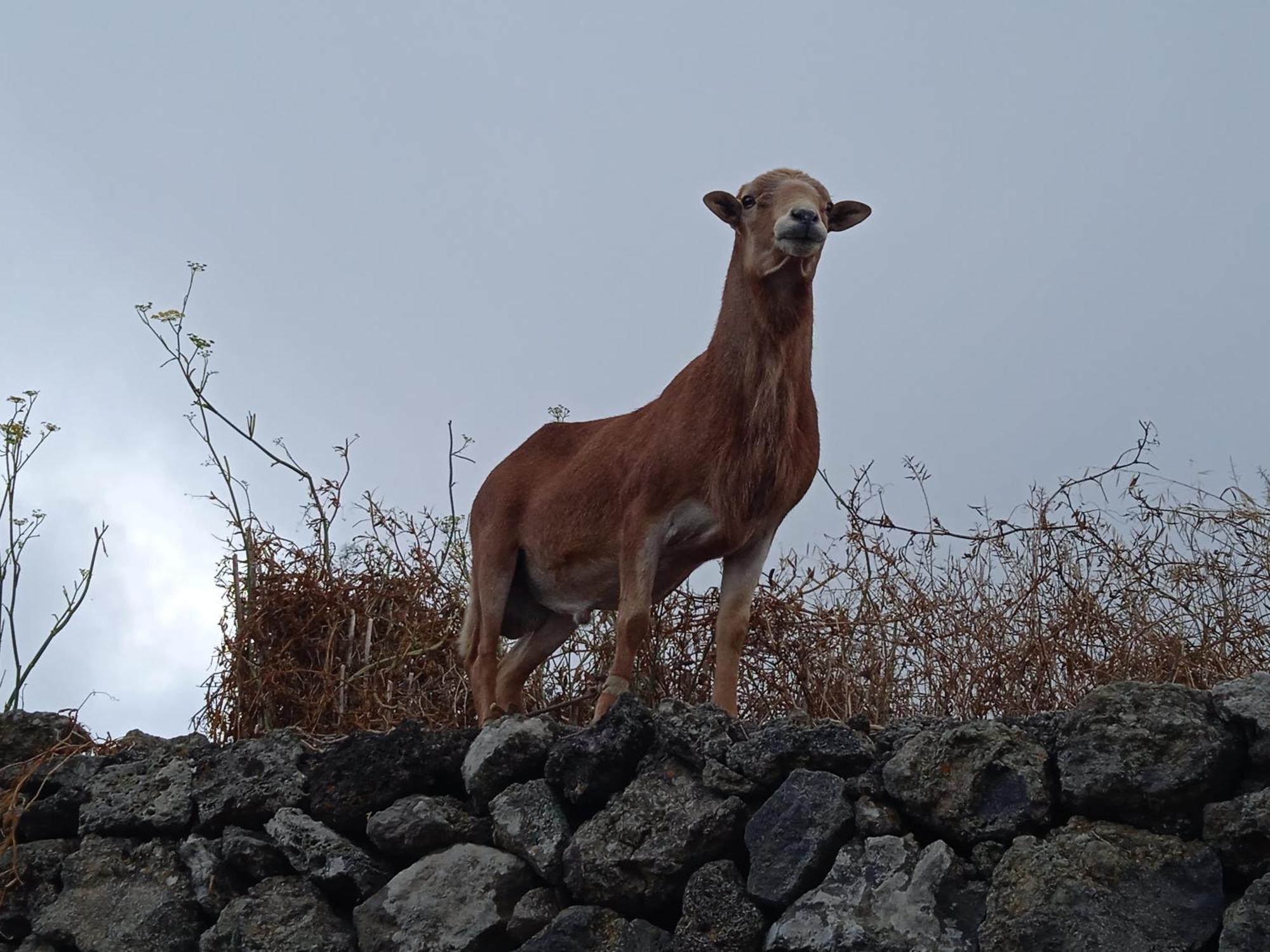 Casa Ben Abora Las Rosas (El Hierro)